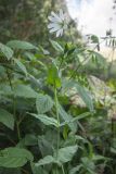 Cerastium davuricum