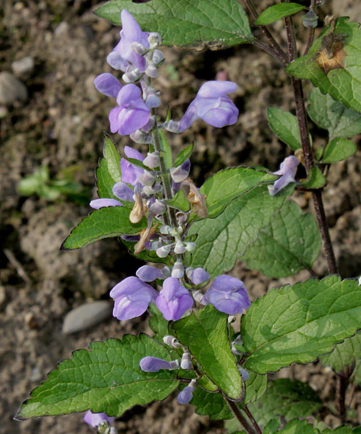 Изображение особи Scutellaria incana.