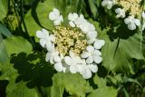 Viburnum opulus