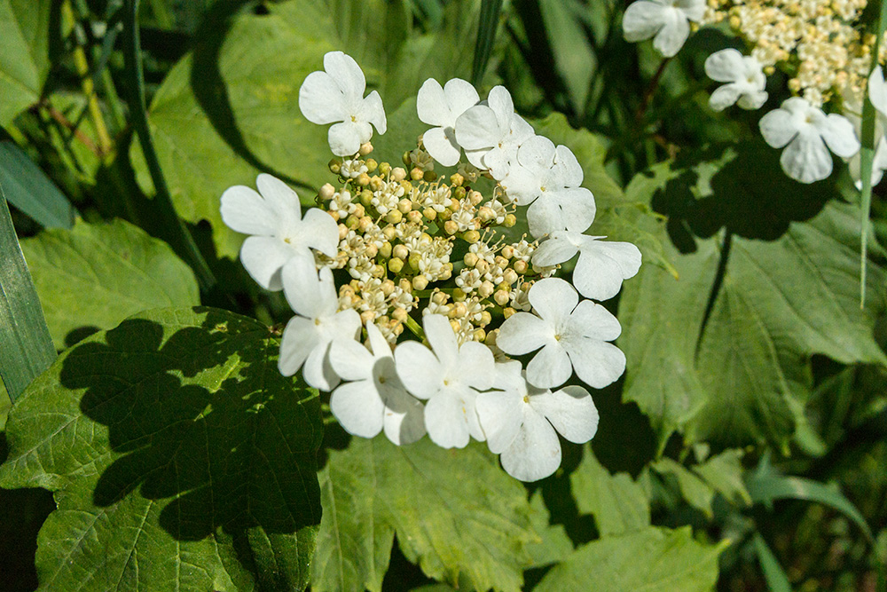 Image of Viburnum opulus specimen.