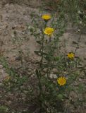 Grindelia squarrosa. Цветущее растение. Крым, Красноперекопский р-н, у дороги около Сиваша (до ближайшей деревни около 5 км). 19.07.2009.