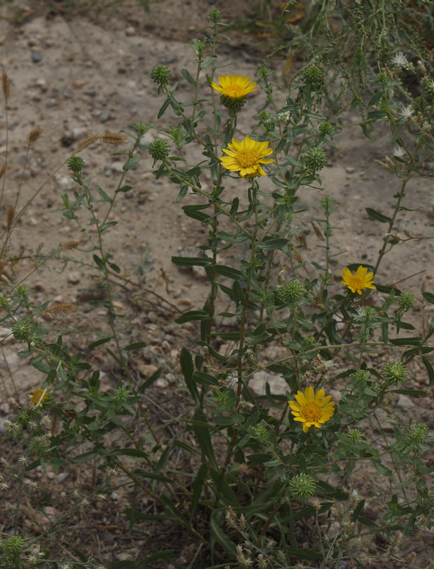 Изображение особи Grindelia squarrosa.