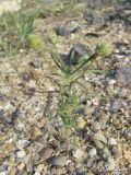 Plantago arenaria