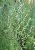 Artemisia abrotanum. Верхушка растения с соцветиями. Москва, ГБС. 3 октября 2008 г.