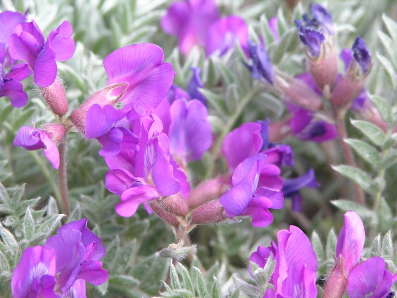 Image of Oxytropis kamtschatica specimen.