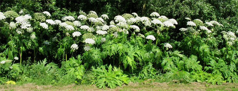 Image of Heracleum mantegazzianum specimen.