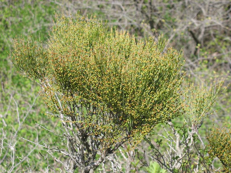 Image of Ephedra procera specimen.