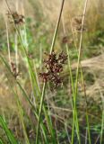 Juncus effusus