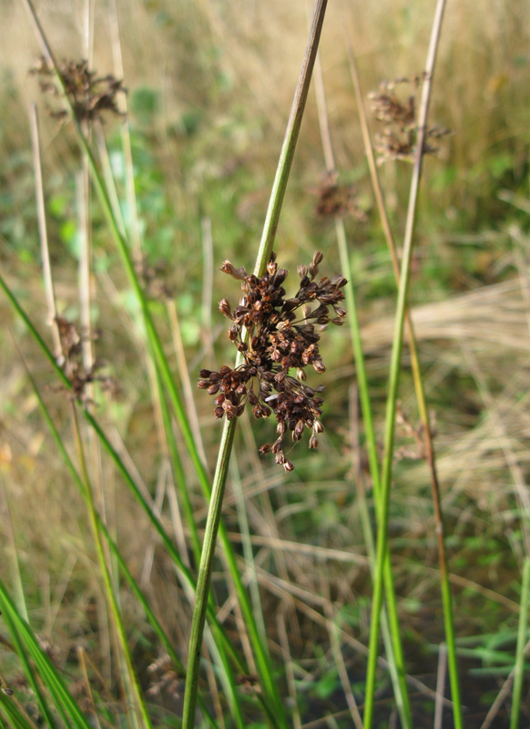 Изображение особи Juncus effusus.