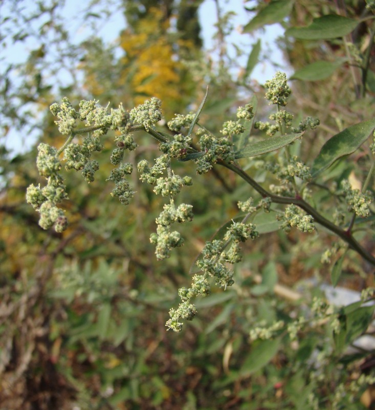 Изображение особи род Chenopodium.