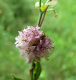 Cuscuta epithymum. Соцветие. Курская обл., Хомутовский р-н, дер. Лёкта, у пруда. 6 августа 2009 г.