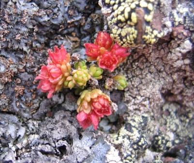 Image of Sedum tenellum specimen.