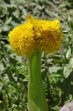 Taraxacum officinale