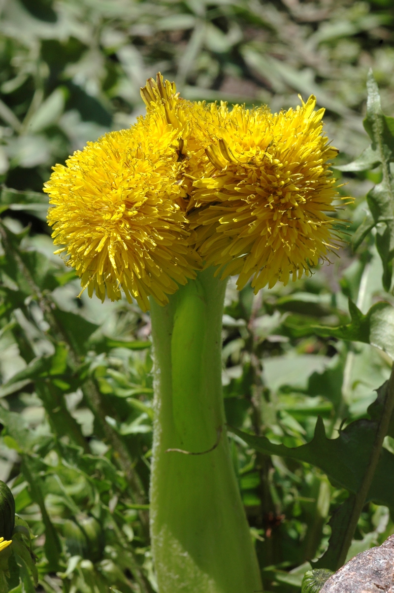 Изображение особи Taraxacum officinale.