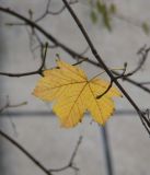 Acer pseudoplatanus. Лист в осенней окраске. Краснодарский край, Кущёвский р-н, станица Шкуринская, сквер. 24.11.2009.