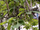 Catalpa bignonioides