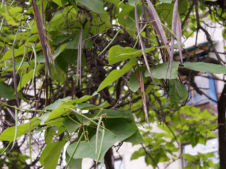 Image of Catalpa bignonioides specimen.