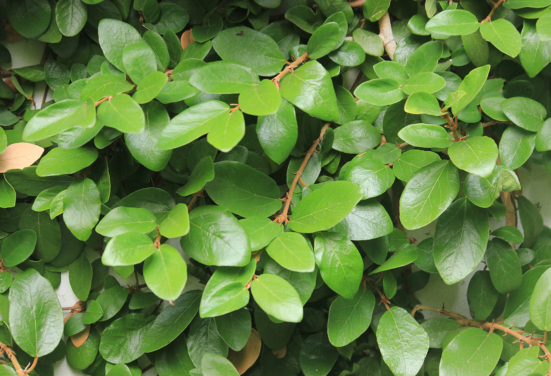 Image of Ficus pumila specimen.