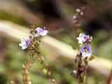 Veronica serpyllifolia