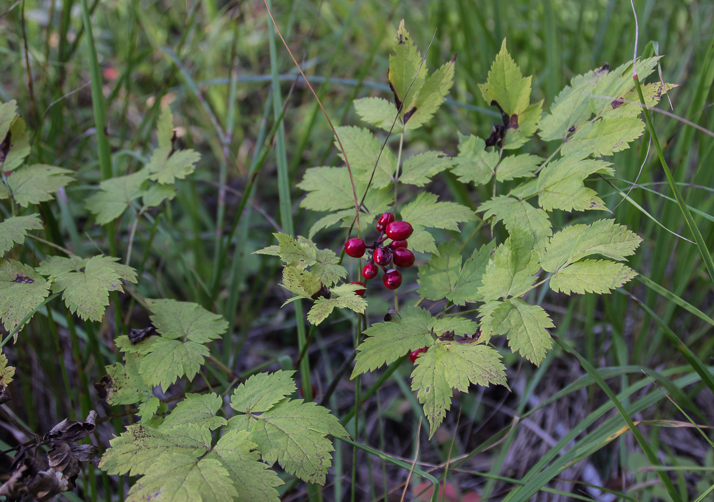 Изображение особи Actaea erythrocarpa.