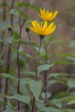 Helianthus tuberosus