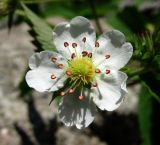 Potentilla elatior