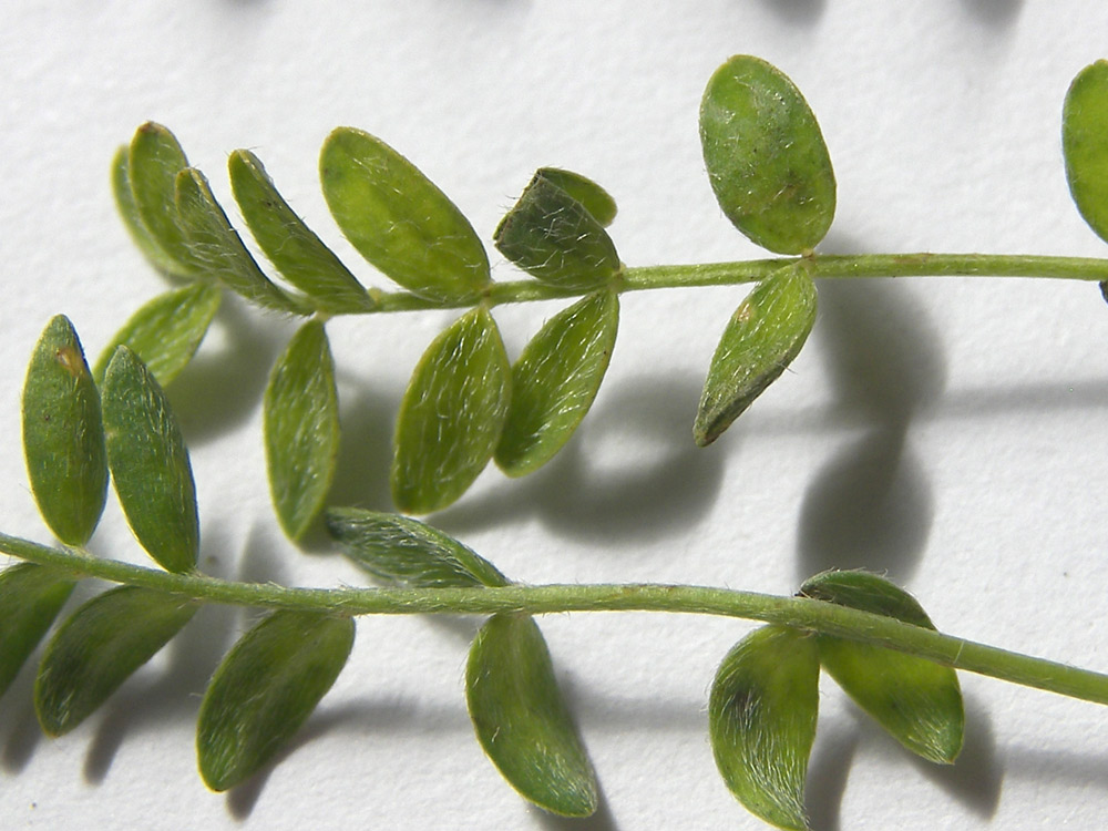 Изображение особи Astragalus levieri.