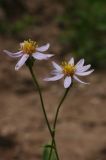 Rhinactinidia limoniifolia