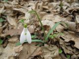 Galanthus nivalis. Цветущее растение. Украина, Киевская обл., Ставыщенское лесничество, дубово-грабовый лес. 18.03.2015.