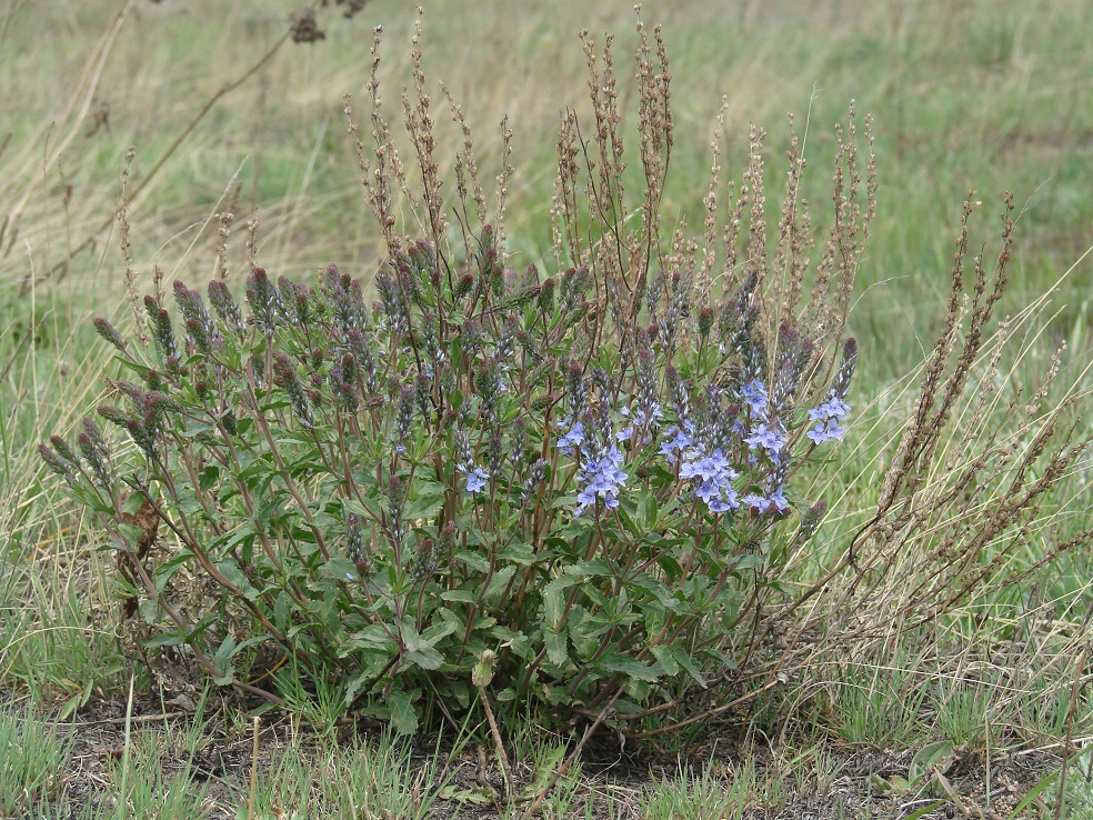 Image of Veronica prostrata specimen.