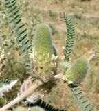 Astragalus alopecias. Соцветия и листья. Узбекистан, Ферганская долина, Андижанская обл., Ходжаабадский р-н, низкогорья в окр. кишлака Имамата, горы Кырташтау. 13.06.2015.