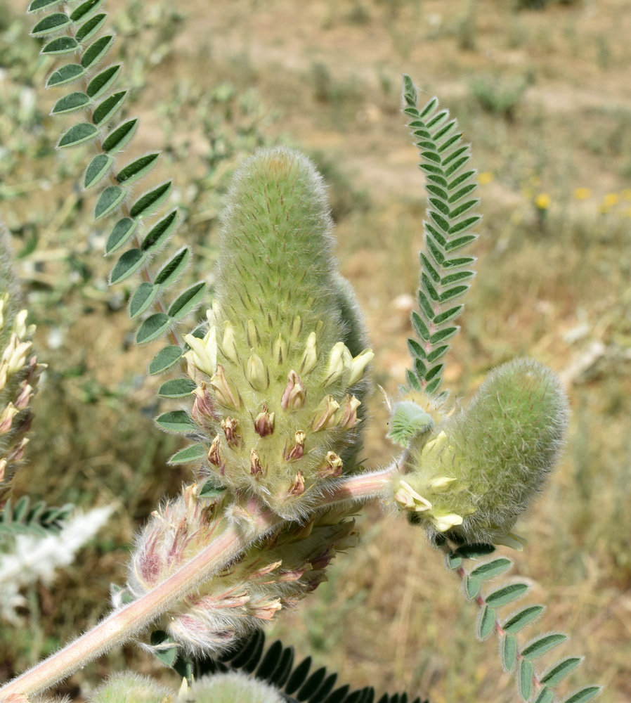 Изображение особи Astragalus alopecias.