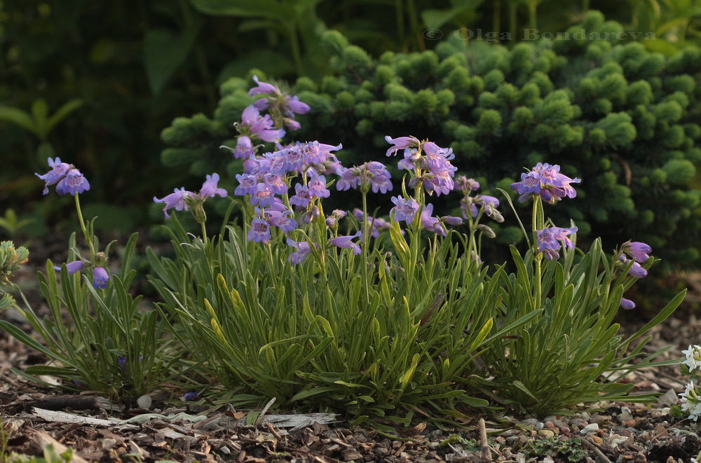 Image of Penstemon hallii specimen.