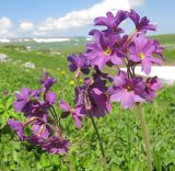 Primula amoena