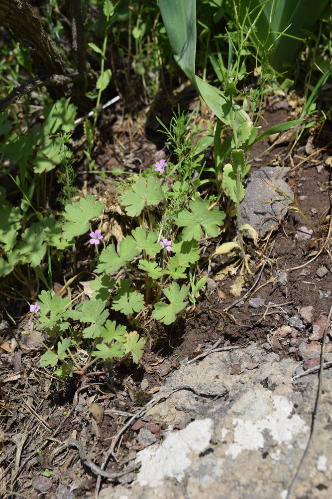 Image of Geranium rotundifolium specimen.