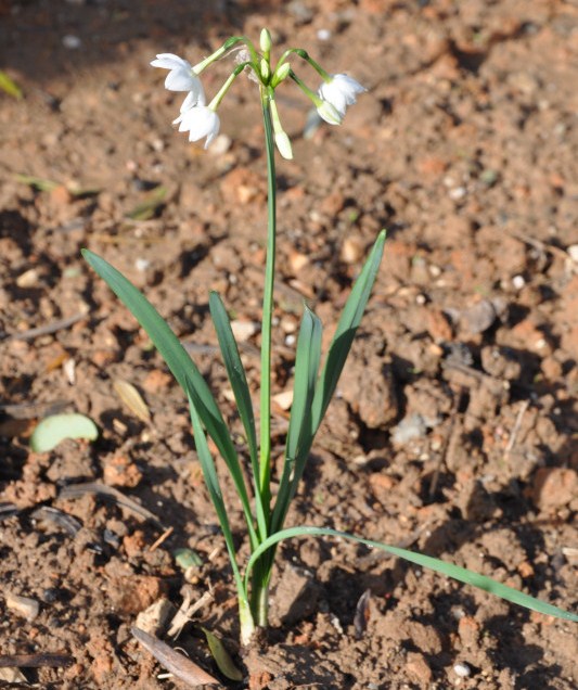 Image of Narcissus papyraceus specimen.