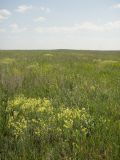 Linaria vulgaris