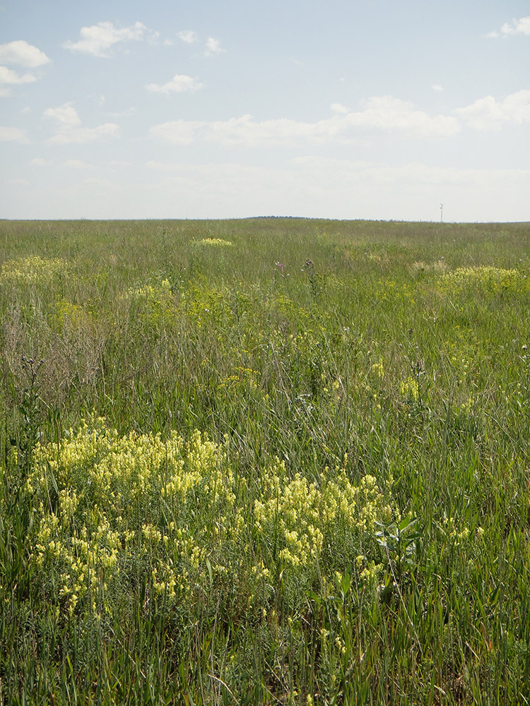 Изображение особи Linaria vulgaris.