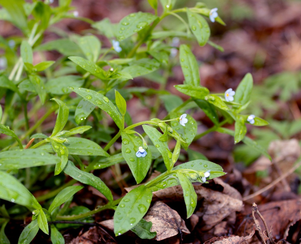 Изображение особи Omphalodes scorpioides.