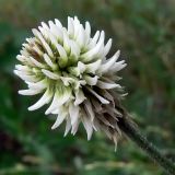 Trifolium montanum. Соцветие. Челябинская обл., окр. г. Челябинск, Золотая горка, разнотравная поляна в берёзовом лесу. 30.06.2014.