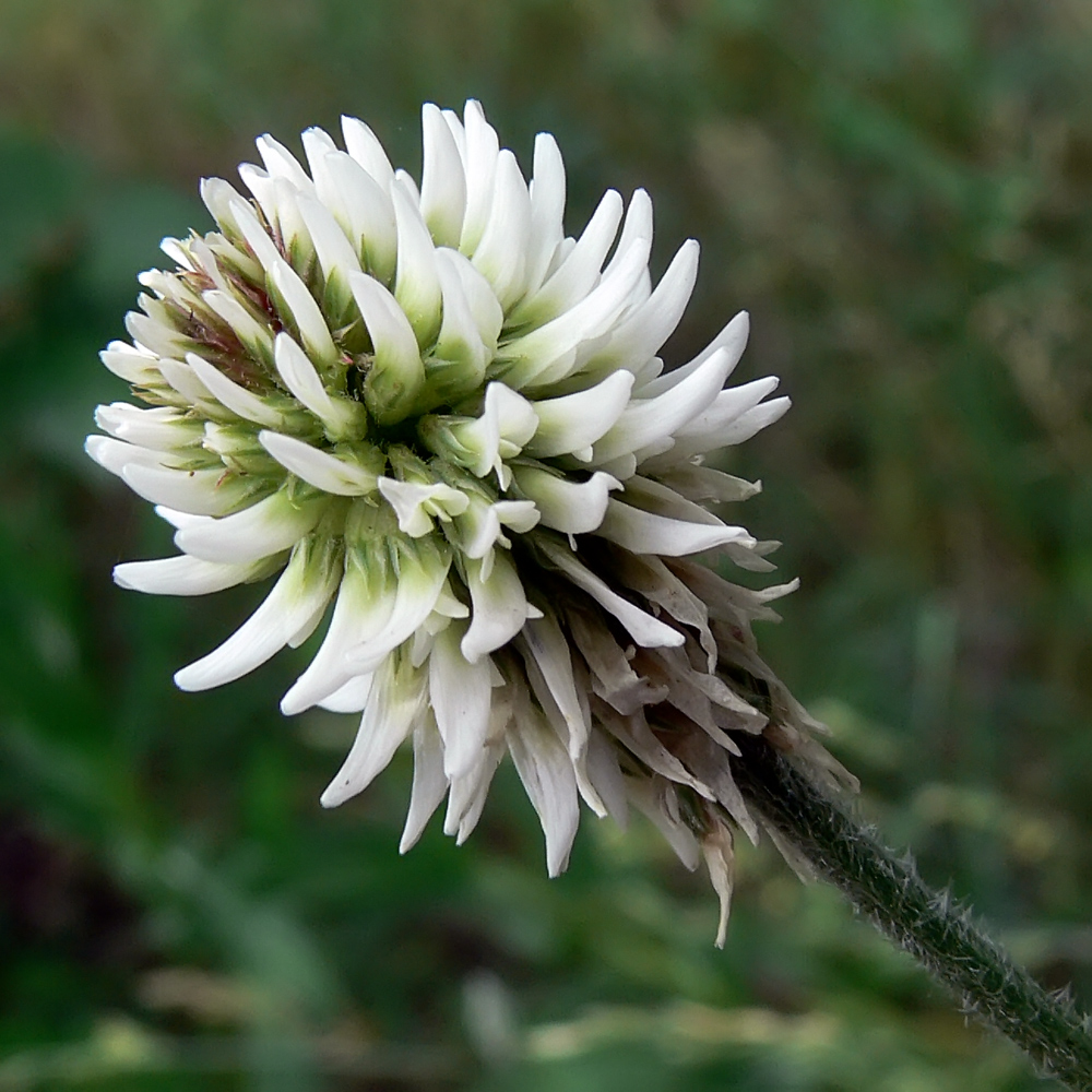 Изображение особи Trifolium montanum.