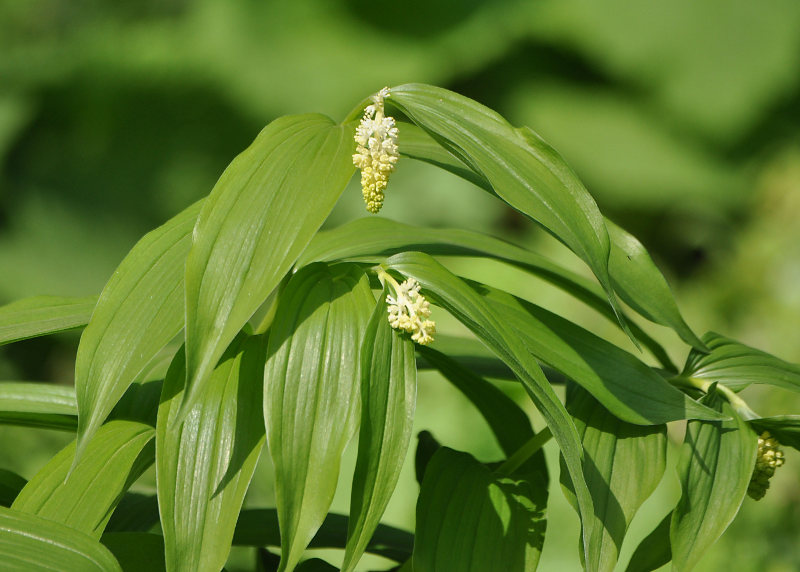 Изображение особи Smilacina racemosa.