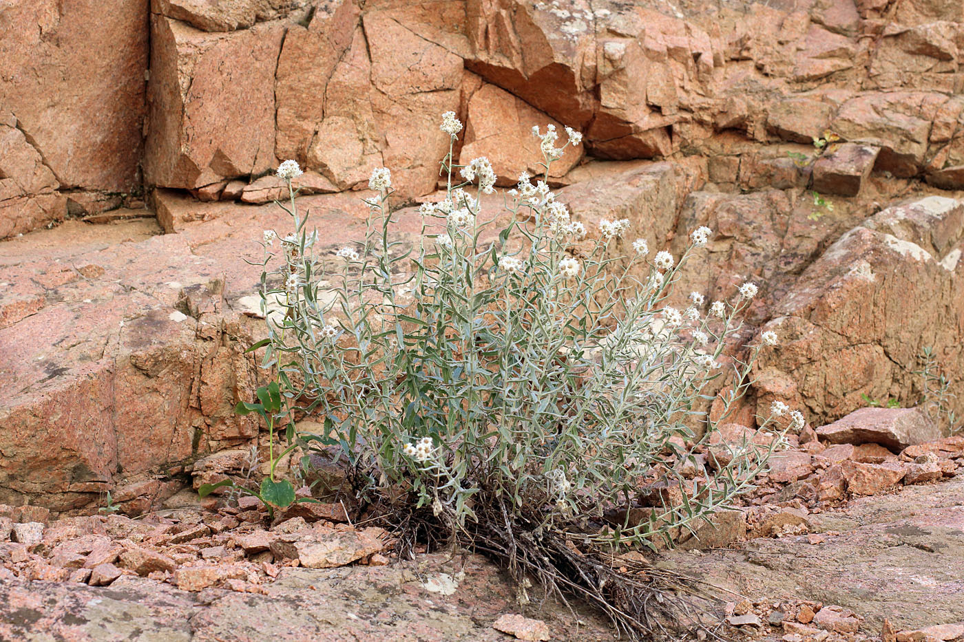 Image of Anaphalis velutina specimen.