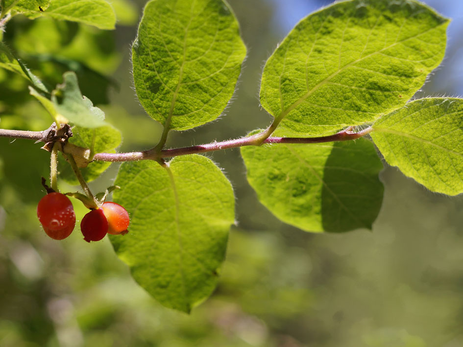 Image of Lonicera altmannii specimen.