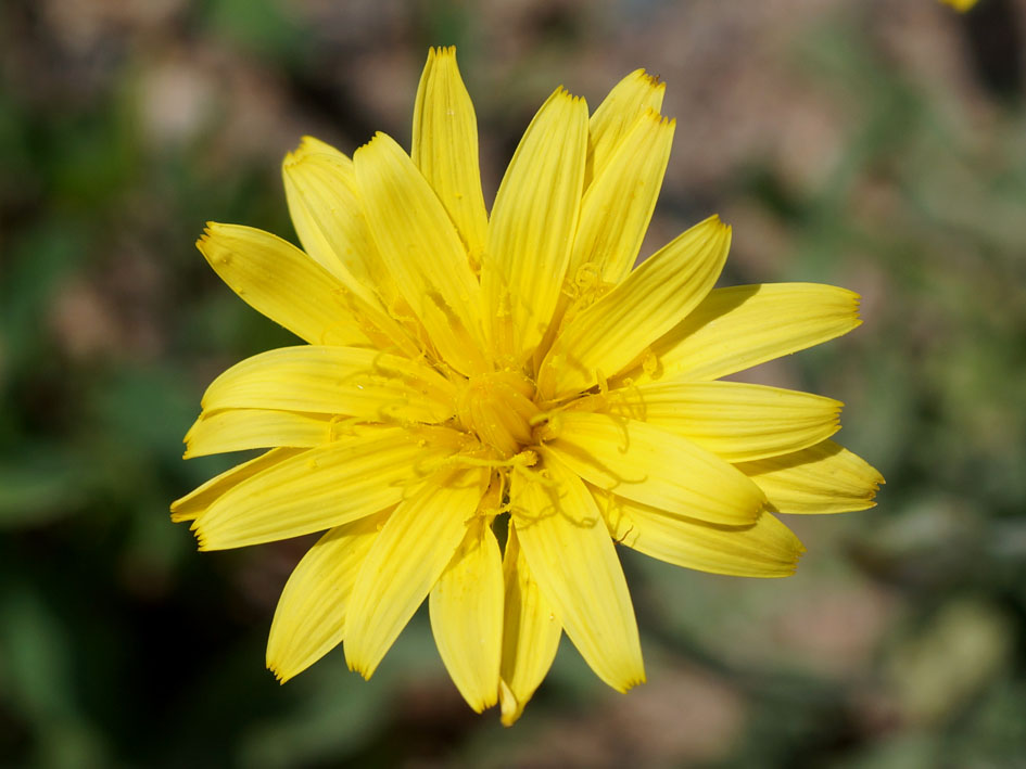 Image of Scorzonera circumflexa specimen.