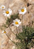 Pyrethrum alatavicum. Цветущее растение. Кыргызстан, Нарынская обл., левый берег р. Нарын, окр. с. Кенеш, выход известняков. 08.06.2015.