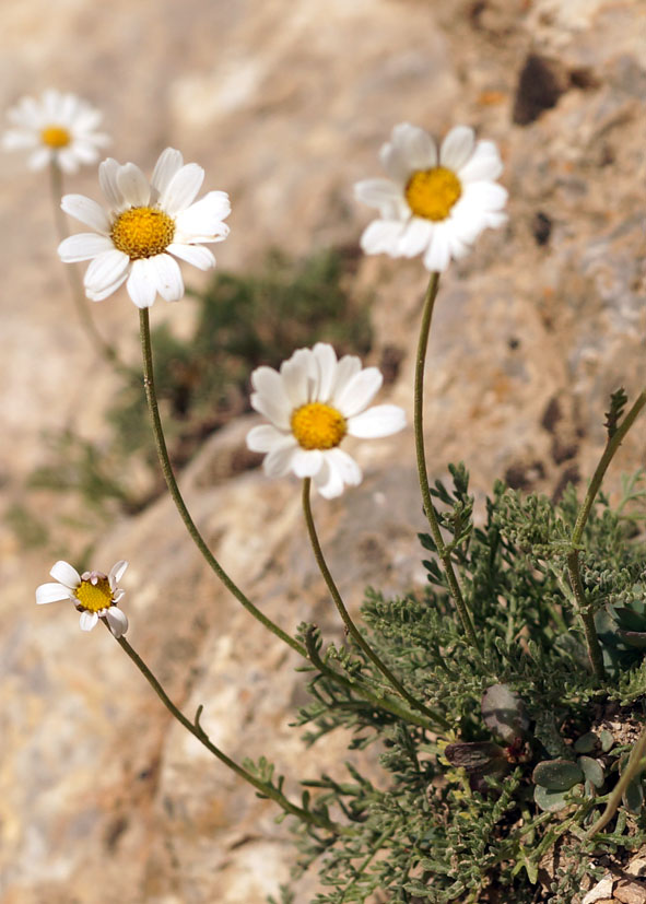 Изображение особи Pyrethrum alatavicum.