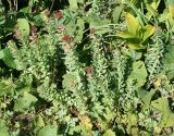 Rhodiola rosea. Плодоносящие растения. Восточно-Казахстанская обл., г. Риддер, окр. Малоульбинского вдхр., луг. 30.07.2008.