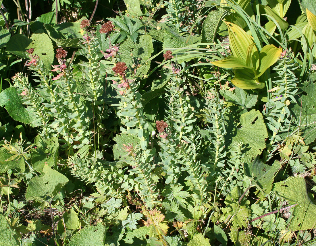 Image of Rhodiola rosea specimen.
