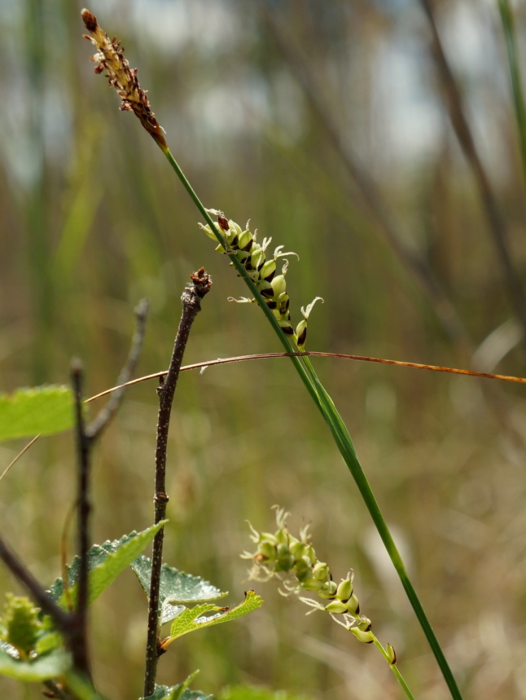 Image of Carex panicea specimen.